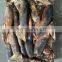 china giant squid frozen peru giant squid dosidicus gigas 300-500 500-1000