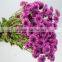  china hot selling chrysanthemum from yunnan