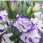 Quality stylish eustoma flower wedding flower