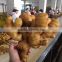 new crops Chinese fresh ginger from professional factory