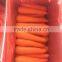 fresh red carrot