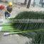 Artificial palm fronds/leaf/leaves