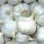 New Crop Normal White Garlic