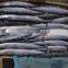 BQF indian mackerel best sale pacific saury frozen fish for bait