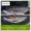 FROZEN BLACK TILAPIA/RED TILAPIA FISH WHOLE ROUND