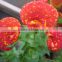 High Purity Calceolaria Seeds Flower Seeds For Growing