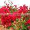 High Sprouting Rate Heirloom Lagerstroemia Crape Seeds In Bulk