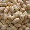 supplier of commom raw peanut kernels 25/29 in bulk package