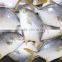 Best Price Frozen golden pomfret pompano