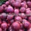 Supply/Sell Chinese Fresh Red Onion for Middle East 2016'