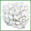 Hot Sale Best Quality Snow White Pumpkin Seed 11cm /12cm/13cm in Shell