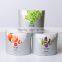 3 FOR 2 fragrance sterile cosmetic aroma cotton applicator ear buds set