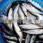 frozen whole round pacific mackerel