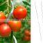 1.8m galvanized tomato plant stake stick