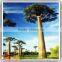 Locating at scenic spot, Certificate with SGS ISO, outdoor decorative artificial baobab tree