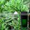 Cypress oil