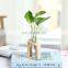 3pcs set Glass Air Planter Bulb Test Tube Plant Terrarium wood plant stand wooden shelf