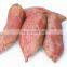 Chinese Yam Fresh Sweet Potato