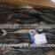 Frozen Hard Tail Scad with size 50 - 60 pcs / 9.5 kg
