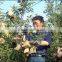 Fruit growing protection paper bag