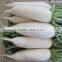 New crop fresh radish from Shandong