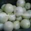 onion importers malaysia