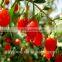 Certificated Native Health Food Goji Berry natural food