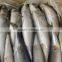 Chinese Factory Frozen Pacific Mackerel Price