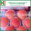 Fresh 100/113/125/138/150 red fuji apple in cold store