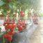 Hybrid F1 Tomato seeds for planting- Peking T316