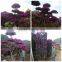 Small Medium Big Size Multicolor Blooming Bougainvillea Spectabilis Willd of Decorative Ornamental Outdoor Indoor Bonsai Plants