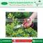 Superior Quality Top Selling Garden Scissor for Sale