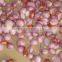 Small Garlic Peeling Machine Peeling Machine Garlic Peeling Machine Garlic Processing Equipment