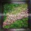 Environmental Protection Artificial Green Wall Succulent Plant Wall