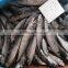 Fish product pacific mackerel for sale