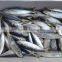 fish of frozen horse mackerel