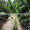 Ravenala madagascariensis-Travelers Palm-trees-plants high 2-7m