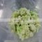 Sinocharm BRC A Approved Bulk IQF Vegetable Cauliflower Floret cut Frozen Cauliflower With Green Stem