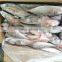 20 - 30 pcs / 10 kg High quality Red tail horse mackerel