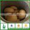 OEM canned food brand canned mushroom in brine with good price