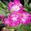 Fresh stylish peony flower marking in china