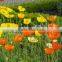 Corn Poppy,Papaver, Flower Seeds , Herb Seed,vegetalbe Seed,fruit Seed,grass Seed