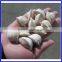 JGL60 Household Dumpling Making Machine