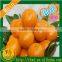 Chinese Wholesale Nanfeng Fresh Baby Mandarin Orange