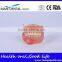 Dental Surgical Integrated Model Teaching Demonstration Teeth Model