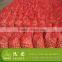 onion importers in quatar/onion importers in malaysia/fresh onion