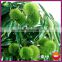 2016 New Crop Organic Chinese Yanshan High Quality Fresh Raw Chestnut