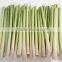 Frozen lemongrass whole