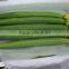 Early maturity Hybrid F1 Luffa seeds Wave F1