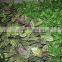 Hot boutique Cheap Wedding stage backdrop wedding flower wall